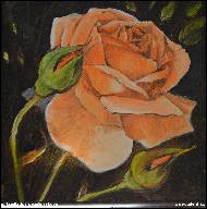 Jitka Bednářová-Smíšková - s poupaty