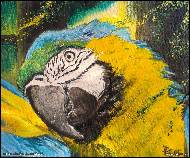 Jitka Bednářová-Smíšková - Načepýřený ara