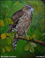 Jitka Bednářová-Smíšková - mladý jestřáb lesní