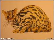 Jitka Bednářová-Smíšková - Hnědokočka