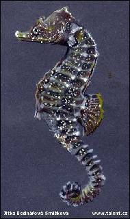 Jitka Bednářová-Smíšková - Mořský koník