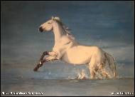 Jitka Bednářová-Smíšková - Svítání