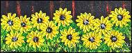 Daniel Urbaník - Sunflower 2 60x25cm