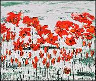 Daniel Urbaník - Flora poppies 3