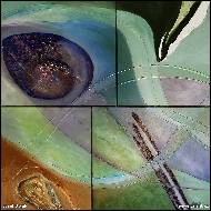 Josef Dolák - Tulipány - jaro