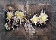 Jana Vážná - Thistle