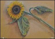 Jana Rojíková - Sunflower