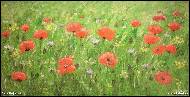 Jana Rojíková - Red meadow