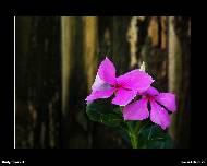 Rudy Chorvat - Magenta Flower
