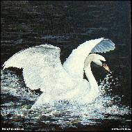 Soňa Hubáčková - Labuť