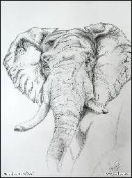 Kristýna Jarošová - Slon Africký