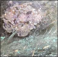 Ivana Pelouchová - Noc s Hortensií