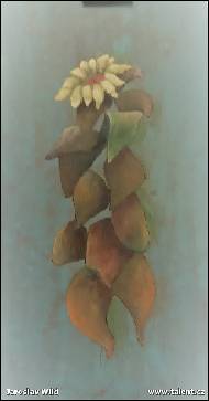 Jaroslav Wild - Tanečnice