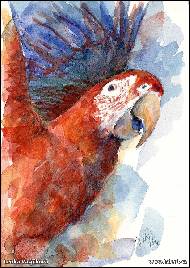 Lenka Vojtěchová - Papoušek