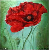 Hana Danková - Red Poppy