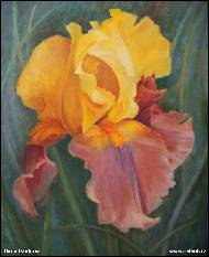 Hana Danková - Yellow and purple iris