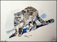 Darina Studená - Snow leopard