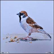 Darina Studená - Sparrow