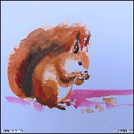 Darina Studená - Squirrel