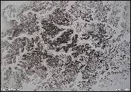 Mgr.Ivan Krupicer - Abstrakt 0