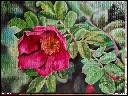 Rosehip flower, oil painting on canvas