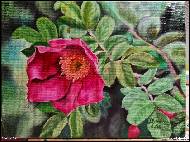 Marija Ban -  Rosehip flower, oil painting on canvas