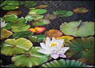 Marija Ban - lotosový květ na rybníku, olejomalba na platně 70x50 cm