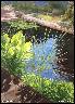 POND IN THE GARDEN