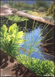 Jana Klimova - Pond in the garden